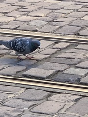 Columba livia domestica