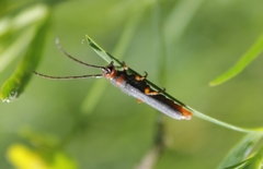 Oberea erythrocephala