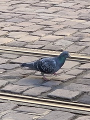 Columba livia domestica