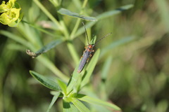 Oberea erythrocephala