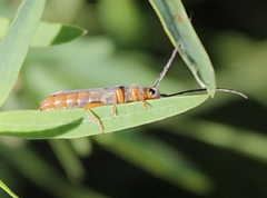 Oberea erythrocephala