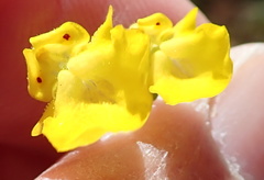 Hemimeris sabulosa