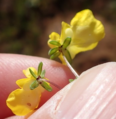 Hemimeris sabulosa