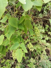 Akebia trifoliata