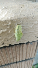 Graphium sarpedon nipponum