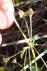 Hemimeris sabulosa
