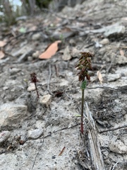 Genoplesium nudiscapum