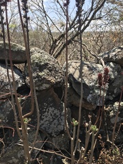 Echeveria chapalensis