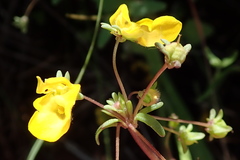 Hemimeris sabulosa