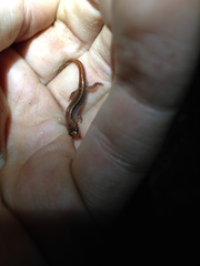 Desmognathus aeneus