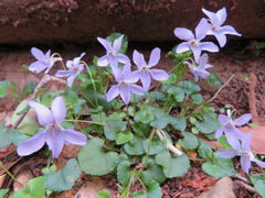 Viola grypoceras