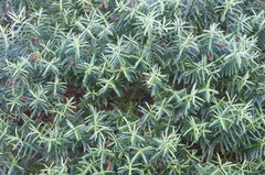 Veronica strictissima