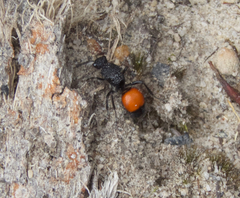 Ephutomorpha distinguenda