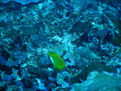 Apolemichthys trimaculatus