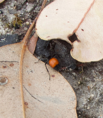 Ephutomorpha distinguenda