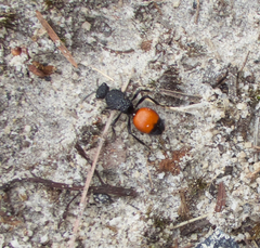 Ephutomorpha distinguenda