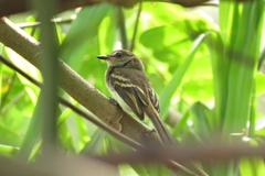 Cnemotriccus fuscatus