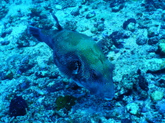 Arothron caeruleopunctatus