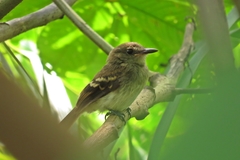 Cnemotriccus fuscatus