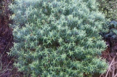 Veronica strictissima