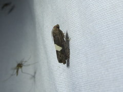 Epiblema gibsoni