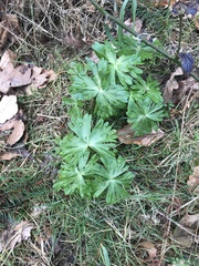Eranthis