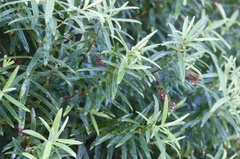 Veronica strictissima