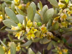Thymelaea tartonraira