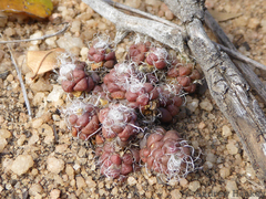 Anacampseros decapitata