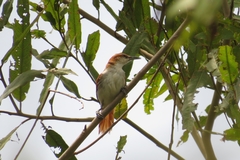 Certhiaxis mustelinus