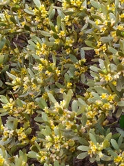 Thymelaea tartonraira