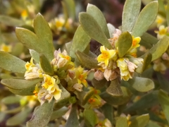 Thymelaea tartonraira