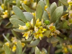 Thymelaea tartonraira