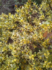 Thymelaea tartonraira