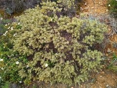Thymelaea tartonraira