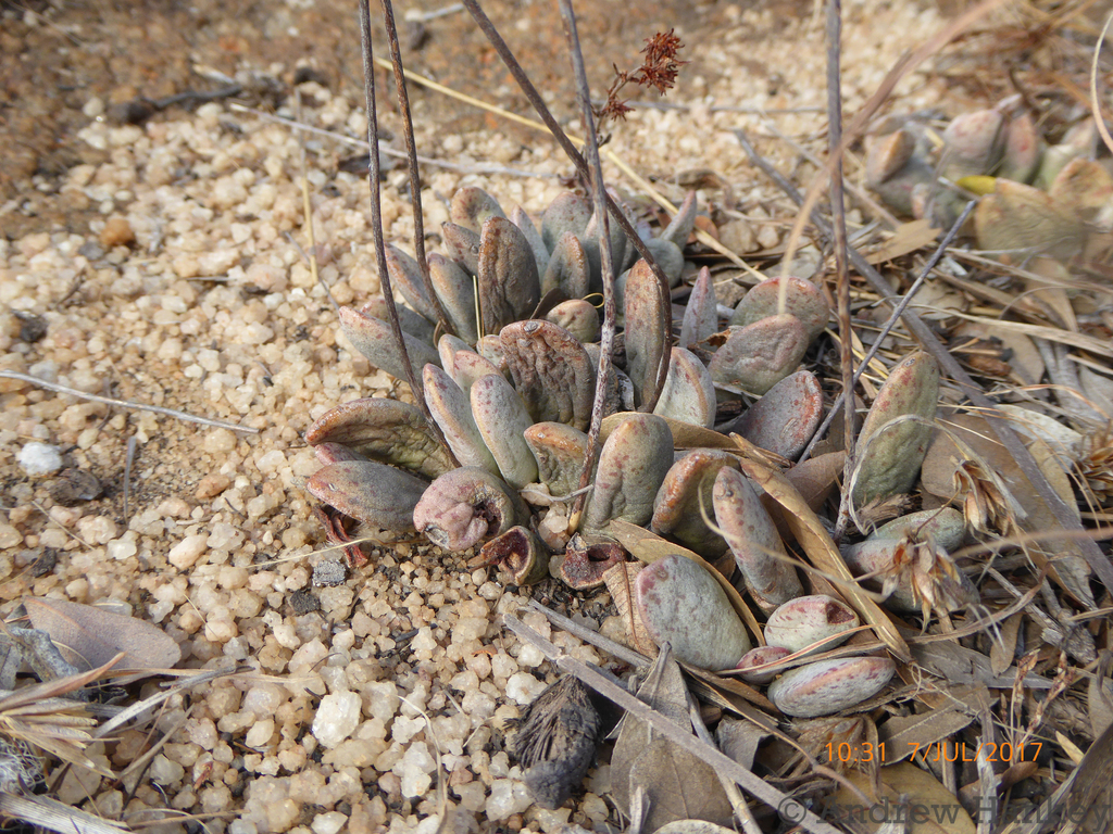 Adromischus umbraticola, West Rand, South Africa