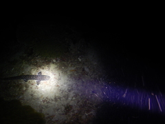 Atelomycterus marmoratus