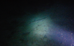 Atelomycterus marmoratus