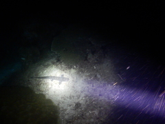 Atelomycterus marmoratus