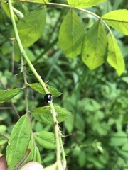 Chilocorus renipustulatus