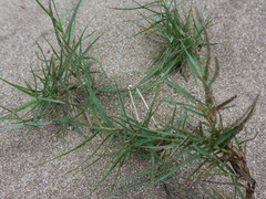 Zoysia matrella