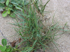 Zoysia matrella