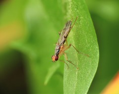 Norellia tipularia