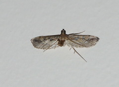 Hydriris chalybitis