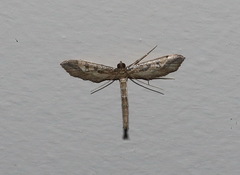 Hydriris chalybitis
