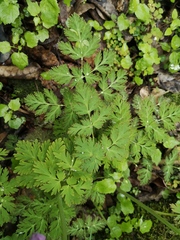 Corydalis jingyuanensis