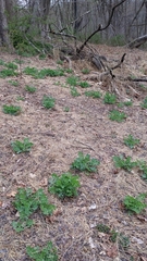 Stylophorum diphyllum