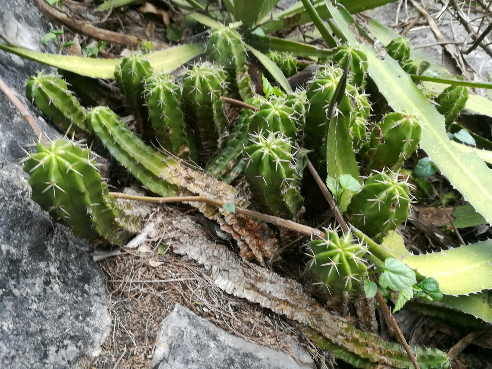Echinocereus viereckii ssp. morricalii