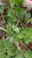 Stylophorum diphyllum