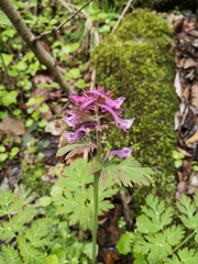 Corydalis jingyuanensis
